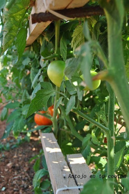 Tomate tomatera huerto