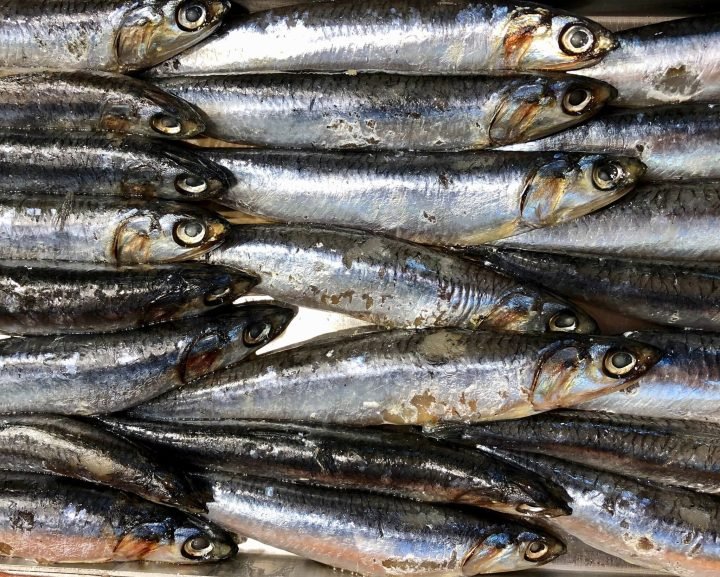 anchoas frescas