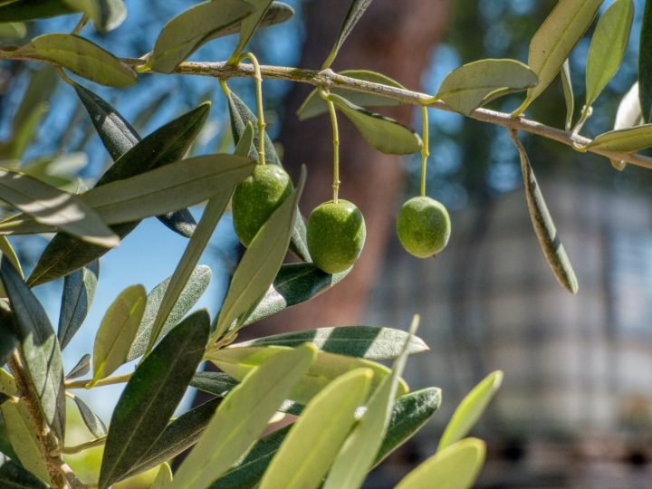 10 beneficios de las aceitunas que seguro que no conocías